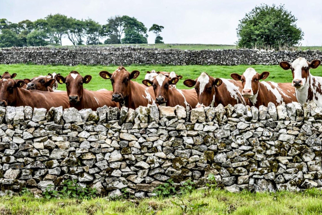 Ayrshires looking over the dry stone wall